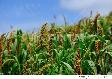 農耕 農業 農産物 28550138