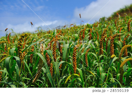農耕 農業 農産物 28550139