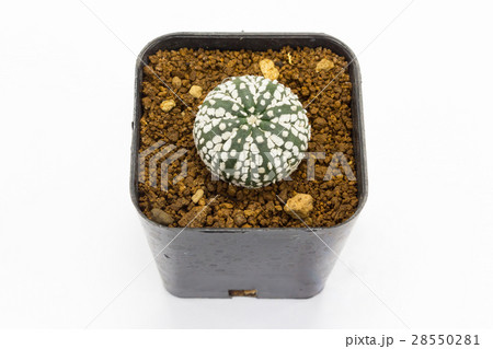 Cactus in pot isolated on white background 28550281
