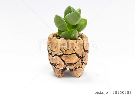 Cactus in pot isolated on white background 28550282