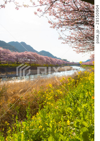 桜　菜の花　伊豆 28550904