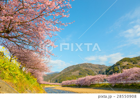 桜　菜の花　伊豆 28550908