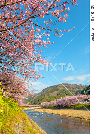 桜　菜の花　伊豆 28550909