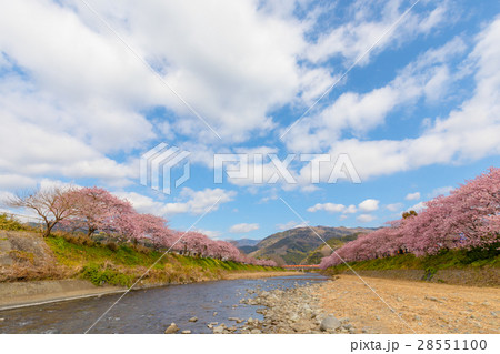 桜 菜の花 伊豆 桜 菜の花 伊豆 28551100