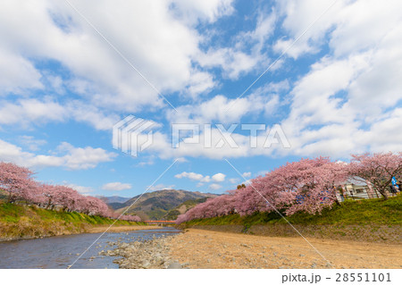 桜　菜の花　伊豆 28551101