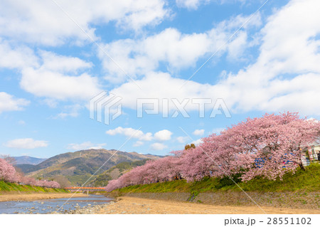 桜　菜の花　伊豆 28551102