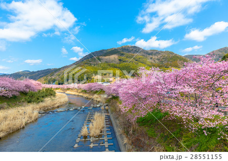 桜　菜の花　伊豆 28551155
