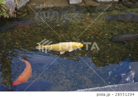 鯉　藍場川 28551204