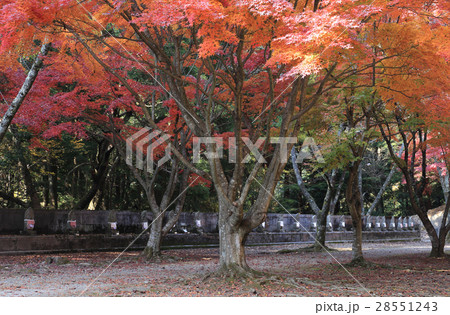 四国別格二十霊場第15番札所「箸蔵寺」八十八ヶ所御砂踏の石仏と紅葉 四国別格二十霊場第15番札所「箸蔵寺」八十八ヶ所御砂踏の石仏と紅葉 28551243