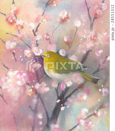 梅とメジロのイラスト素材 [28551312] - PIXTA