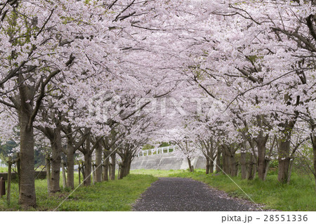 桜のトンネル 28551336