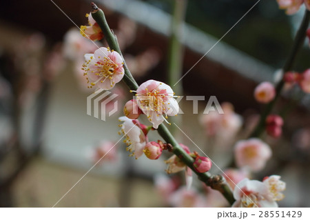 妙青寺の梅の花 28551429