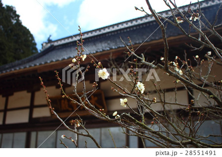 妙青寺の梅の花 28551491