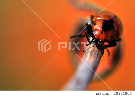 syrphidae insects syrphidae insects 28551966