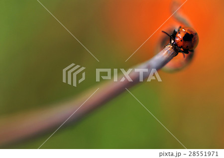 syrphidae insects syrphidae insects 28551971