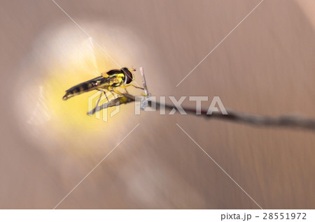 syrphidae insects syrphidae insects 28551972
