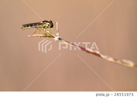 syrphidae insects syrphidae insects 28551973