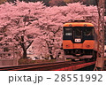桜 28551992