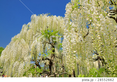 満開の白藤の花 栃木県足利フラワーパークの写真素材