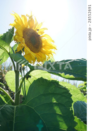 太陽とひまわり 28552691