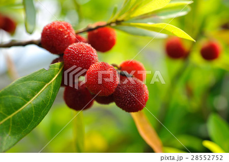 農耕 農業 農産物 28552752