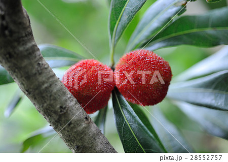 農耕 農業 農産物 28552757