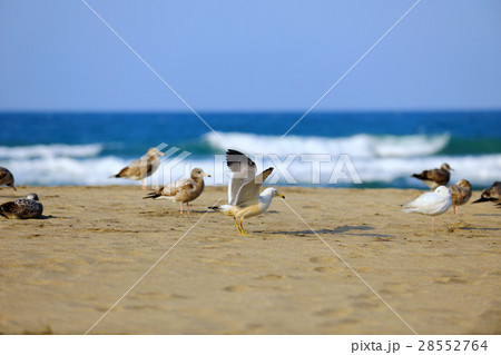 海沿い 海浜 沿岸 28552764