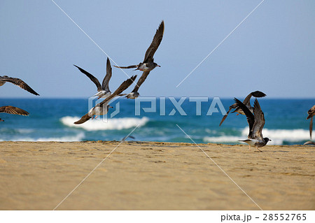 海沿い 海浜 沿岸 28552765