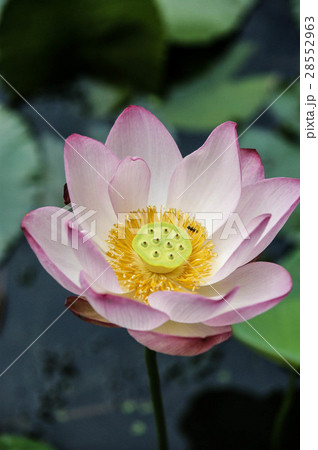 植物 工場 プランツ 28552963