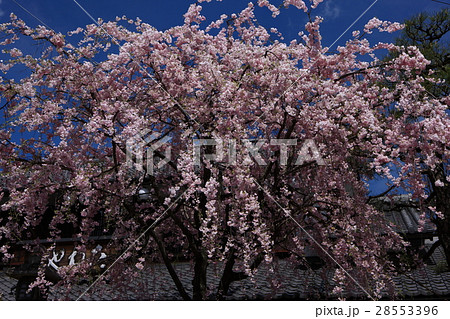 近江八幡の桜 28553396