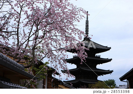 八坂の塔と桜 八坂の塔と桜 28553398