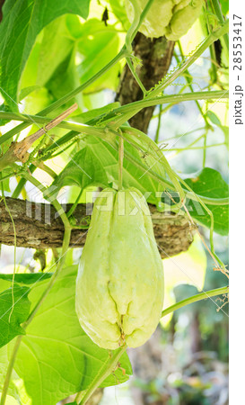 Chayote plant in the vegetable garden. Chayote plant in the vegetable garden. 28553417