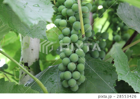 Grapes with green leaves 20538 Grapes with green leaves 20538 28553426
