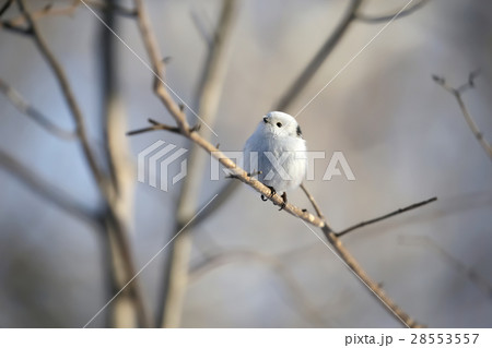 シマエナガ Long tailed tit titmouse 28553557