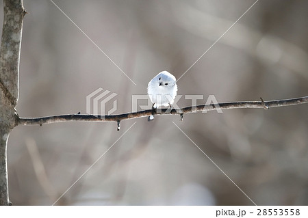 シマエナガ Long tailed tit titmouse シマエナガ Long tailed tit titmouse 28553558