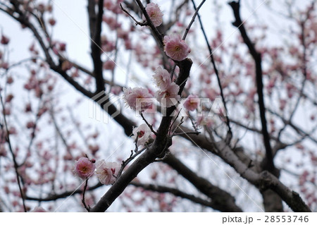 ふかや緑の王国の梅(春日野) ふかや緑の王国の梅(春日野) 28553746