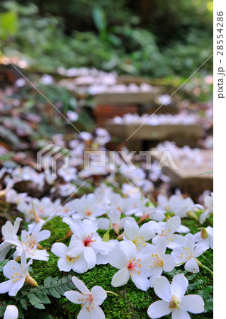 アブラギリ 花 フラワー 28554286