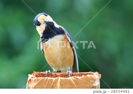 ひょうきんな野鳥　ヤマガラ 28554491