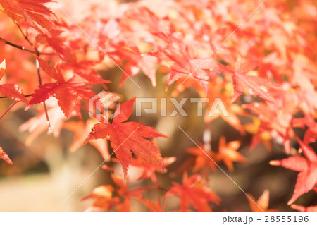 色付いたカエデの葉 色付いたカエデの葉 28555196