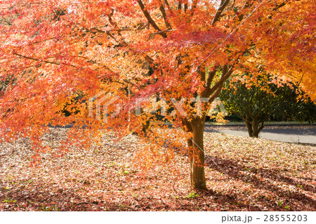 愛鷹広域公園の紅葉 28555203