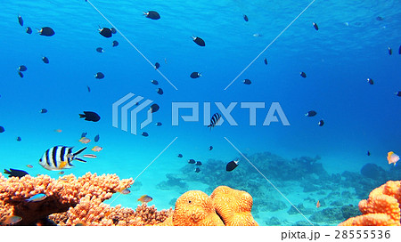 沖縄　阿嘉島のニシハマビーチ　水中撮影 28555536