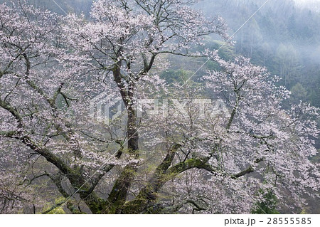 駒つなぎの桜 28555585