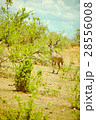 big kudu 28556008