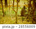 baboon 28556009