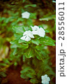 white flower 28556011