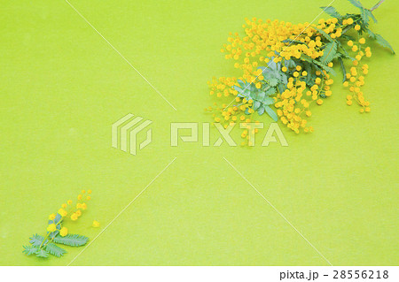 ミモザの花 28556218