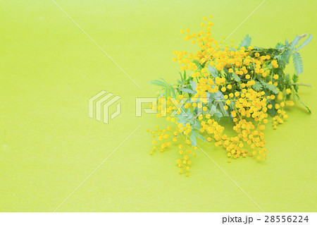 ミモザの花 28556224