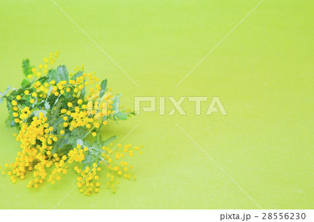 ミモザの花 28556230