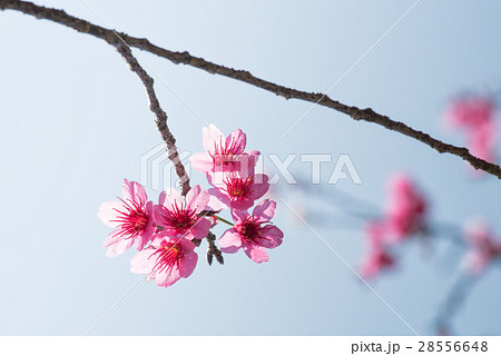 Spring cherry blossoms 28556648