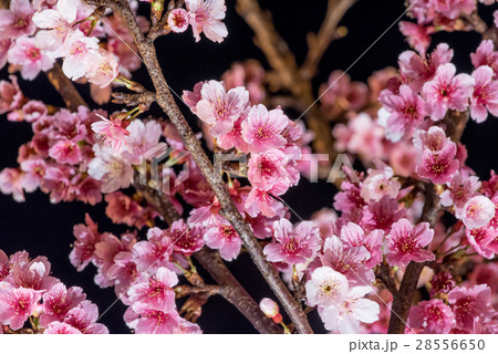 Spring cherry blossoms in night 28556650